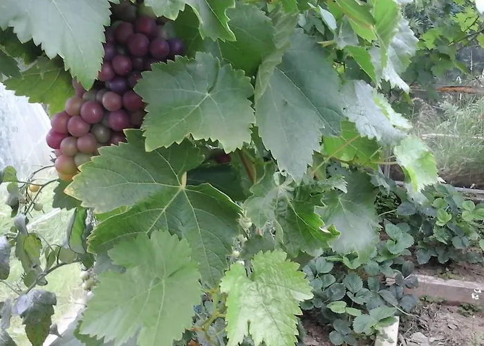 多能马克瑞斯住宿加早餐旅馆 3* 班特里